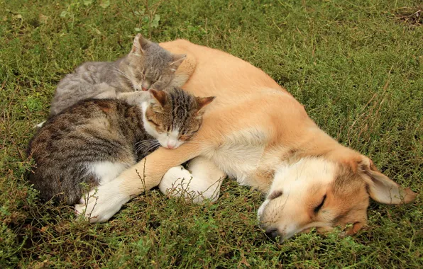 Cats, dog, friends