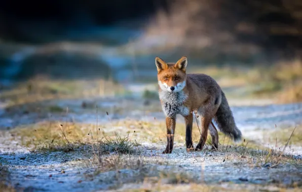 Look, light, nature, spring, Fox, walk, Fox