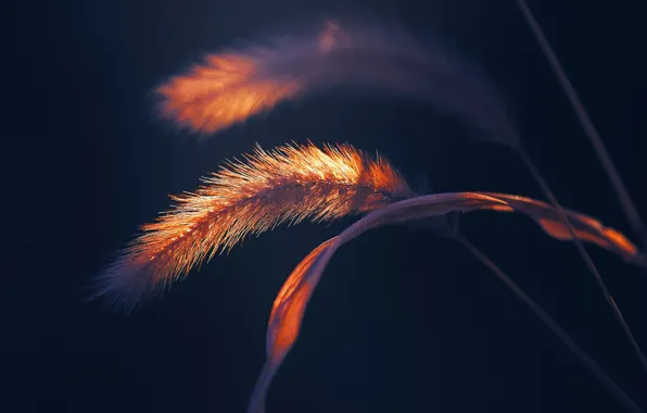 Grass, macro, light, spikelets