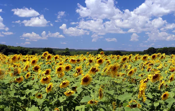 Picture field, clouds, sunflowers, nature, Nature, field, clouds, sunflowers