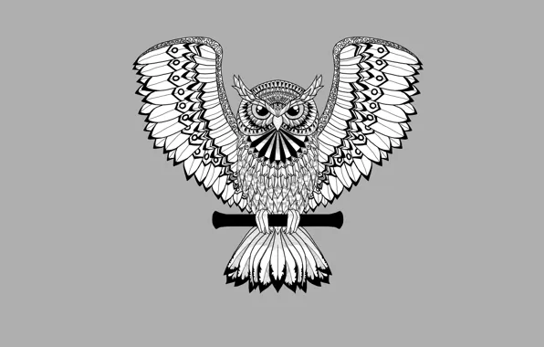 Owl, bird, light background, owl