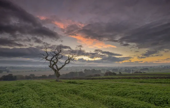 Picture field, the sky, clouds, tree