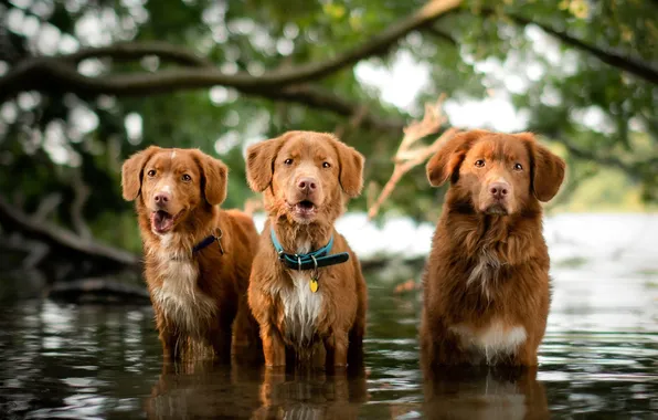 Dogs, look, nature, pose, faces, retrievers