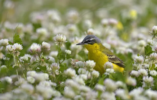 Summer, flowers, bird, glade, blur, spring, clover, white