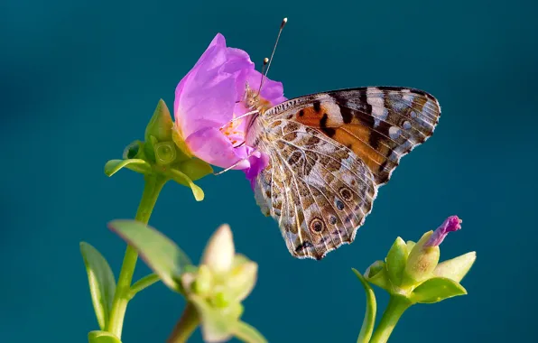 Flower, macro, background, butterfly, The painted lady