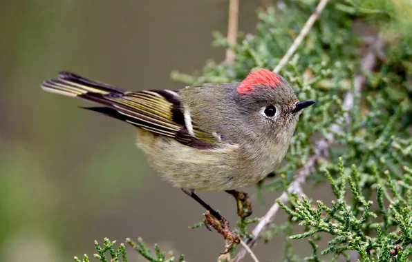 Picture branches, bird, beak, tail, rubinovaya Wren