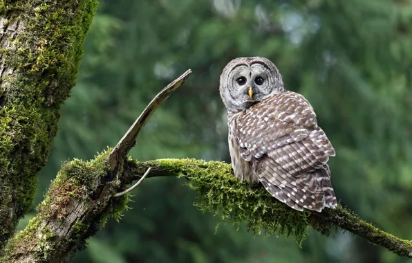 Owl, moss, bitches, A barred owl