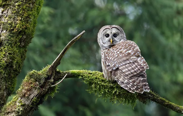 Owl, moss, bitches, a barred owl