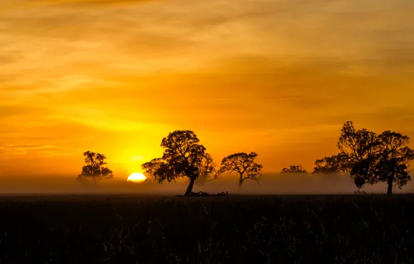 Orange, Sunrise, Mist, silhouette, Fog, Penola