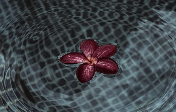 Flower, water, ruffle
