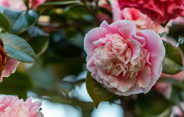 Macro, flowers, pink, bokeh, Camellia, Camellia, Terry