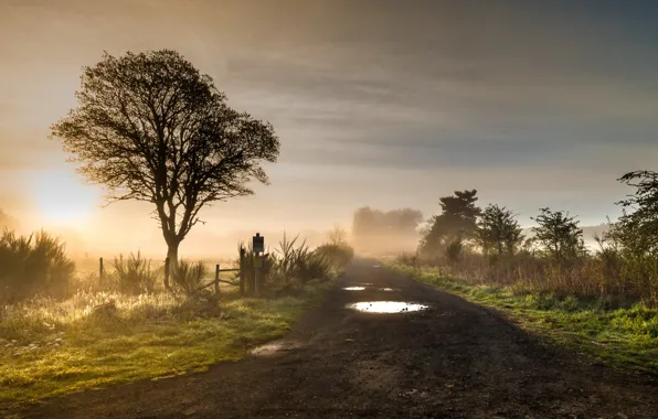 Road, fog, morning