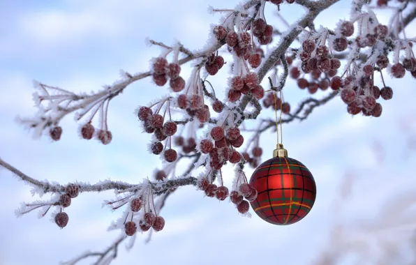 Picture winter, frost, berries, toy, new year, Christmas, branch, ball