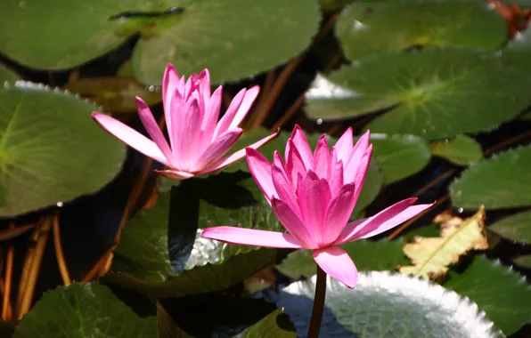 Picture beauty, water lilies, Vietnam