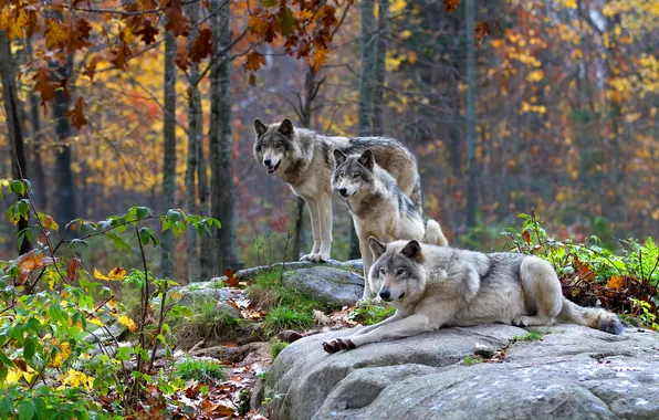 Forest, stones, wolf, wolves, grey, trio, three wolves, oosen