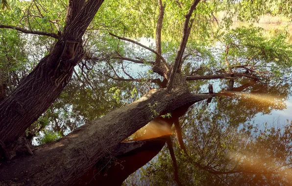 Life, water, trunk