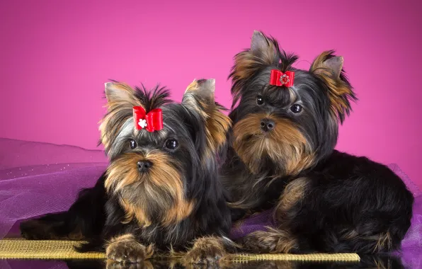 Pair, bow, Yorkshire Terrier