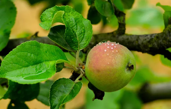 Apple, tree, fruit