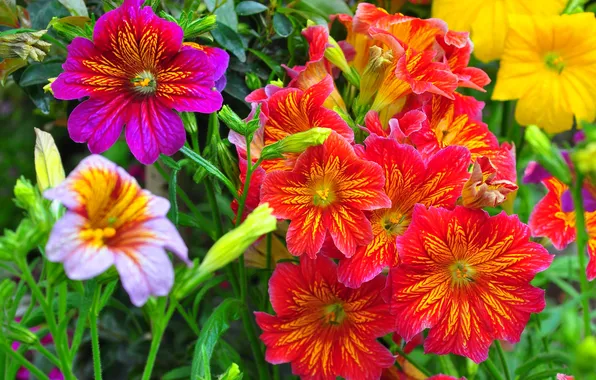Bright, troubleticket, salpiglossis