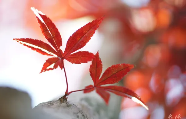 Leaves, branch, red, maple