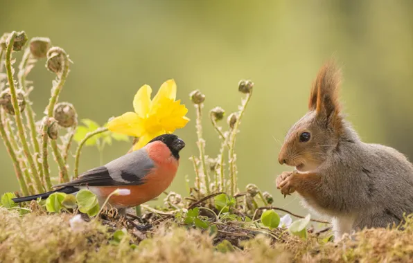 Flower, bird, stems, spring, protein, a couple, fern, bullfinch