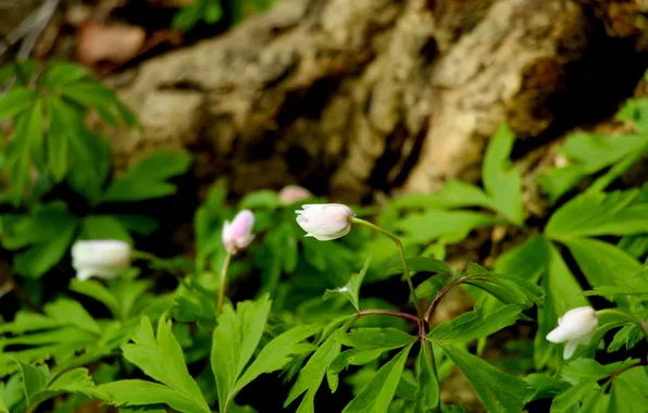 Green, flower, leafs