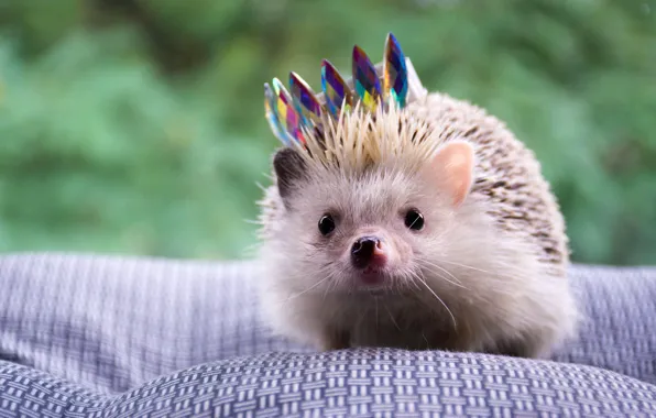 Picture crown, face, hedgehog, The king is just a king