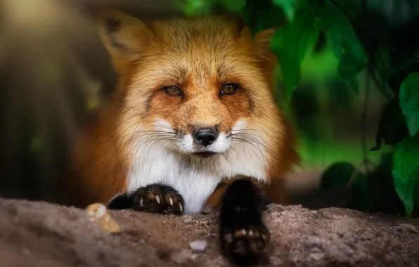 Picture look, nature, Fox