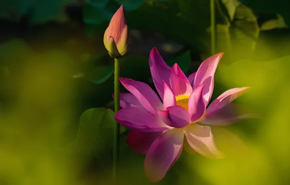 Picture leaves, light, flowers, background, blur, petals, stem, Lotus