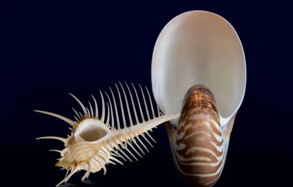 Shell, nautilus, still life closeup