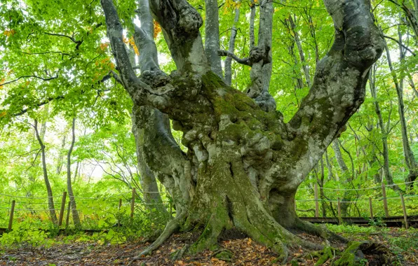 Nature, Tree, Forest, Branches, Trunk, Roots