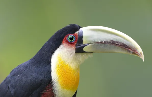 Bird, portrait, Toucan, green background
