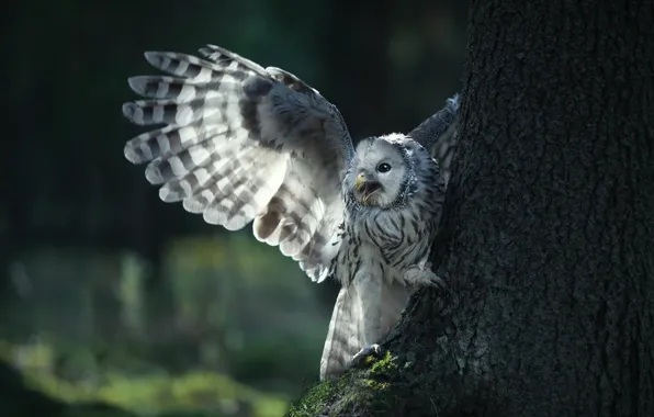 Light, nature, pose, the dark background, tree, owl, bird, wings