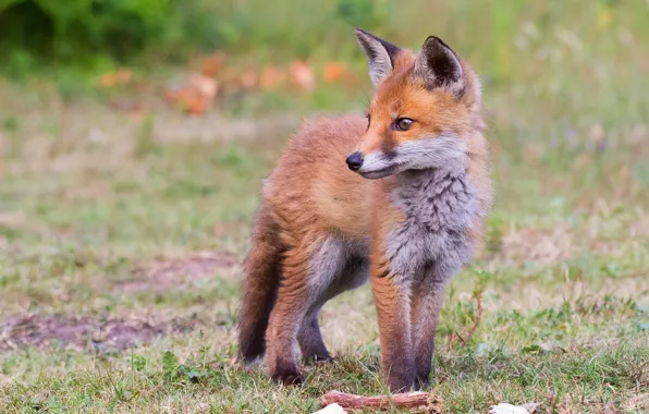Grass, look, nature, pose, background, baby, Fox, Fox