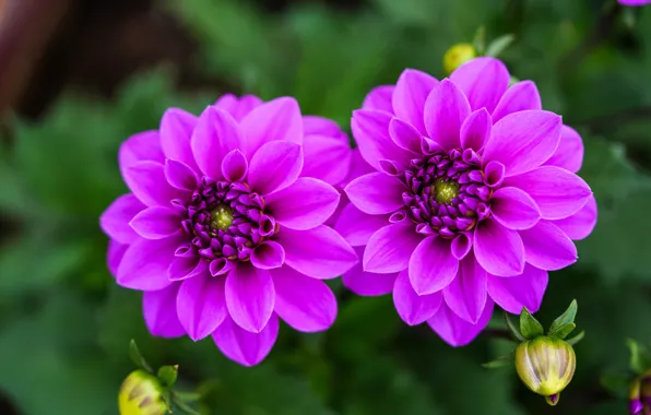 Leaves, flowers, Duo, buds, lilac, bokeh, dahlias