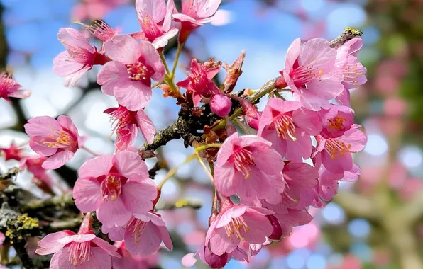 Light, flowers, branches, cherry, spring, Sakura, pink, flowering