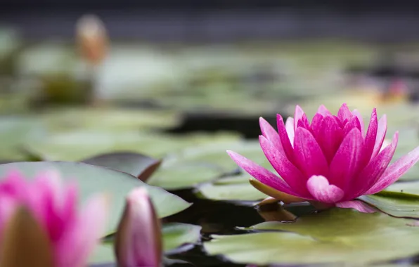 Picture flower, leaves, water, nature, lake, pond, pink, petals