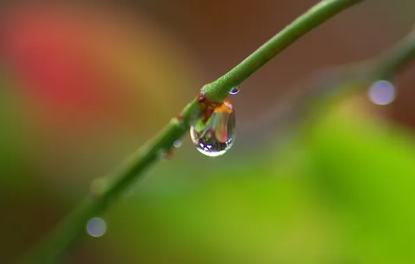 Macro, Greens, Reflection, Photo, Drop, Branch, Background