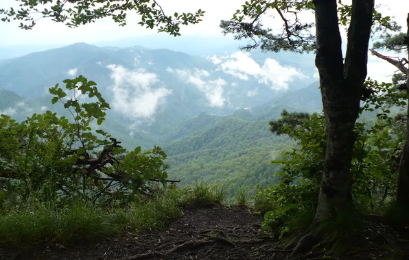 Picture mountains, branches, haze