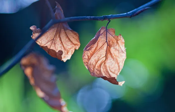Picture leaves, macro, branches, background