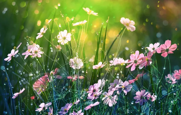 Picture summer, nature, bokeh, kosmeya, by dashakern