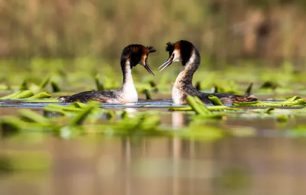 Leaves, birds, pair, pond, Camhi