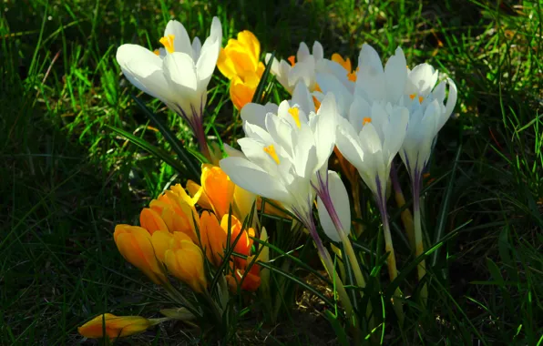 White, flower, spring, crocus, blooming