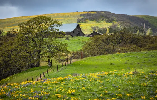 Field, flowers, village, house