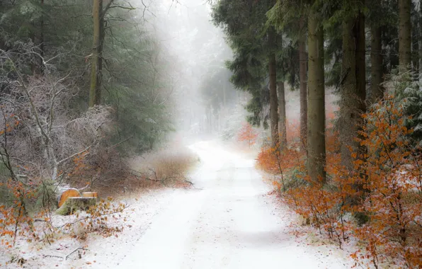 Picture road, forest, snow