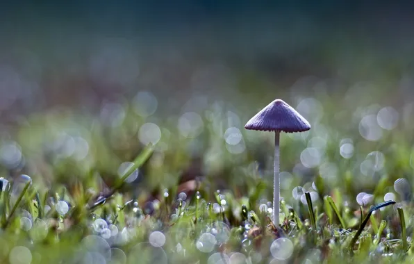 Grass, green, mushroom