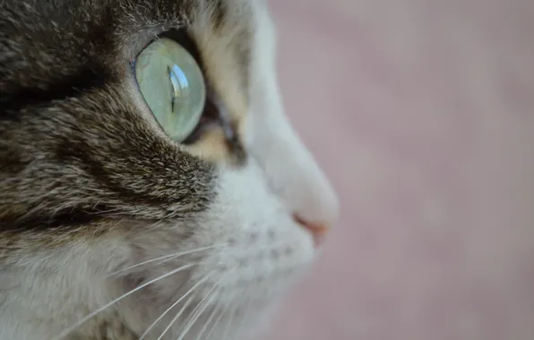 Animals, eyes, cat, mustache, Cat, wool, green eyes