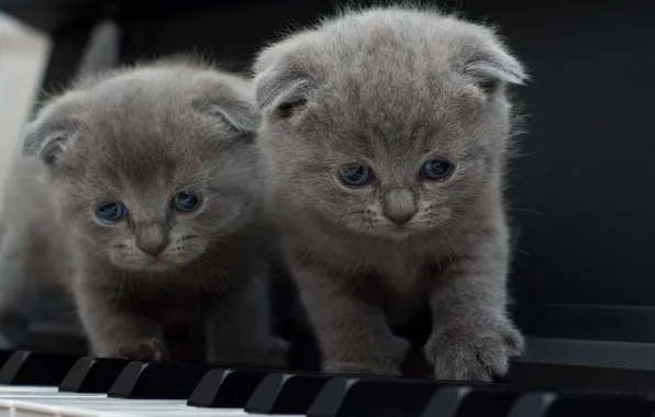 Keys, kittens, piano, piano, grey, a couple, two, faces