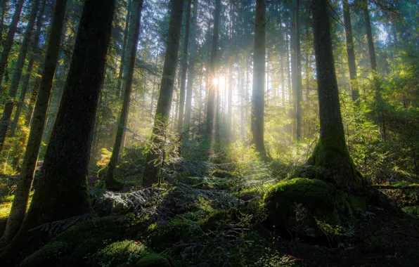 Picture forest, the sun, light, trees, moss, ray