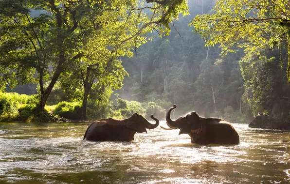 Forest, light, trees, squirt, elephant, bathing, pair, elephants
